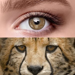 Wildness Contact Lenses